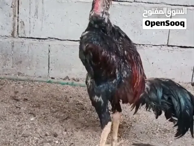 سلام عليكم ديج مخلف عمره فوك 9 ودجاجه بياضه وصاحيه