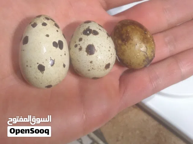 طيور سمان جامبو وسوبر جامبو أعلى جودة (تكساس، ياباني، برري)