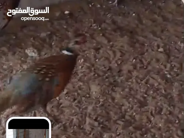 للبيع الفزن ذكر