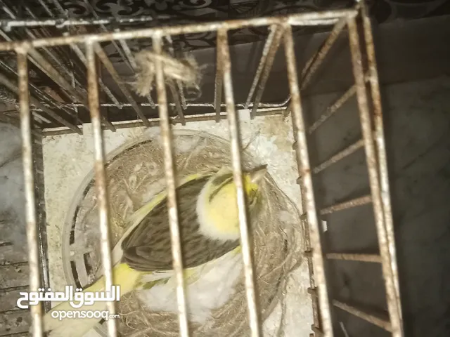 كناري من سنة 2023