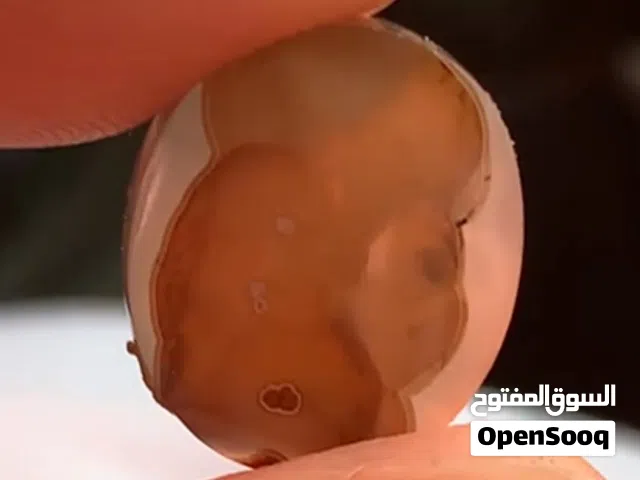 خاتم ملكي نادر جدا جدا طبيعي