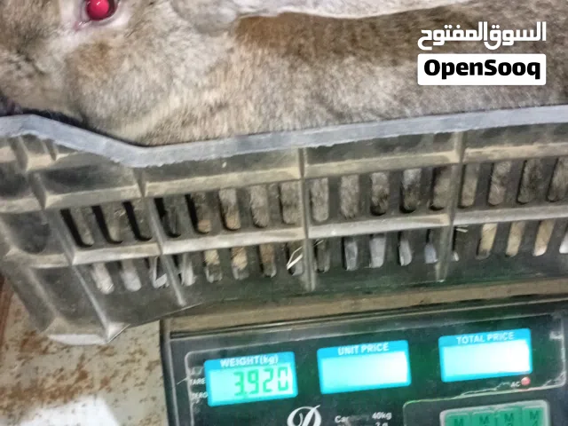 ذكر ألماني على بلدي