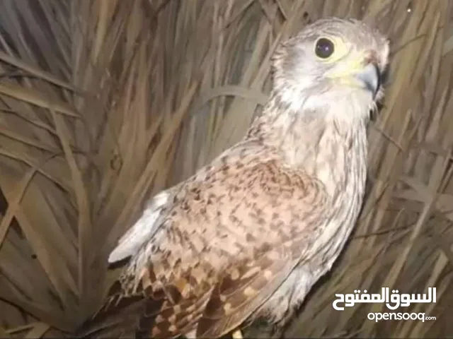 زوج شرياص للبيع