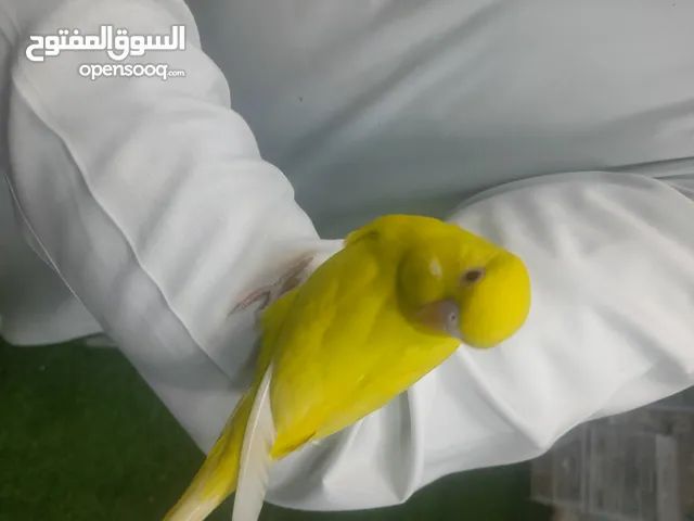 باجي البينو العين حمر