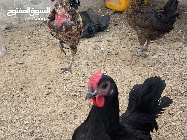 دجاج بلدي او فراخ عمر 3 شهور