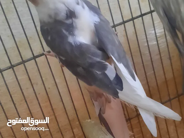 جوز عصافير كوكتيل حبات طويلة معهم مطير كبير 7 معالف وكوخ كبير