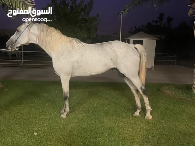 فحل للبيع حصان سباق فايز 1 من اصل 6 سباقات للتواصل خاص