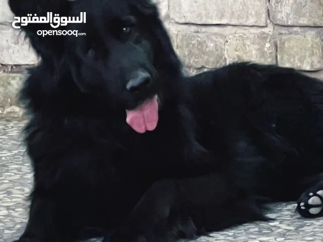 متوفر ذكر جيرمن شيبرد رويل بلاك كينك سايز