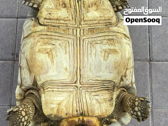 سلحفاة سلكاتو