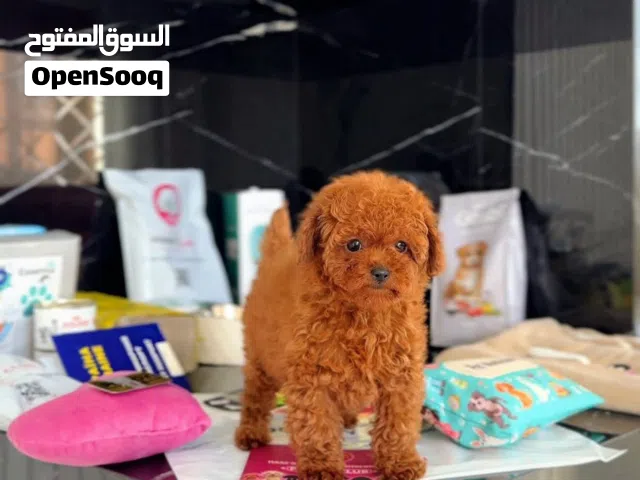 poodle puppies