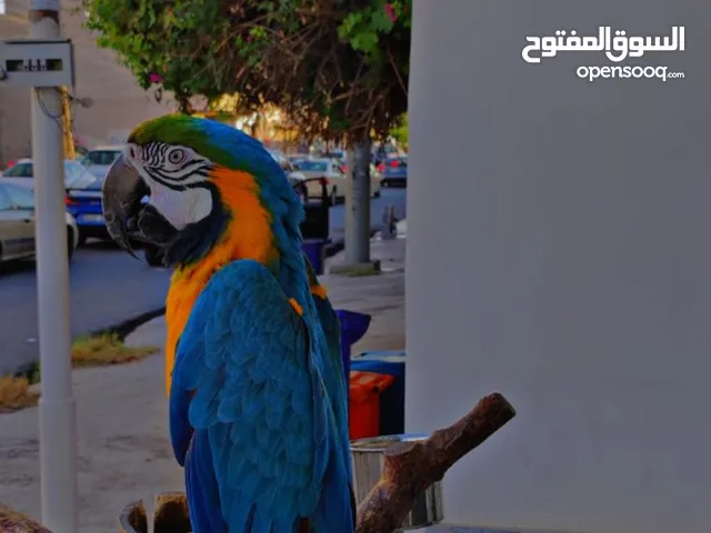 اهلا وسهلا نسعد في خدمتكم لتقديم اعمال المو.نتاج لدينا في جميع المجالات خبراتنا 3 سنوات في عملcv