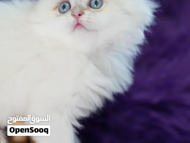 اسكوتيش فولد و استريت لون ذهبي و ابيض