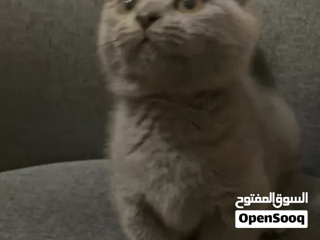 اناث وذكور  منشيكن