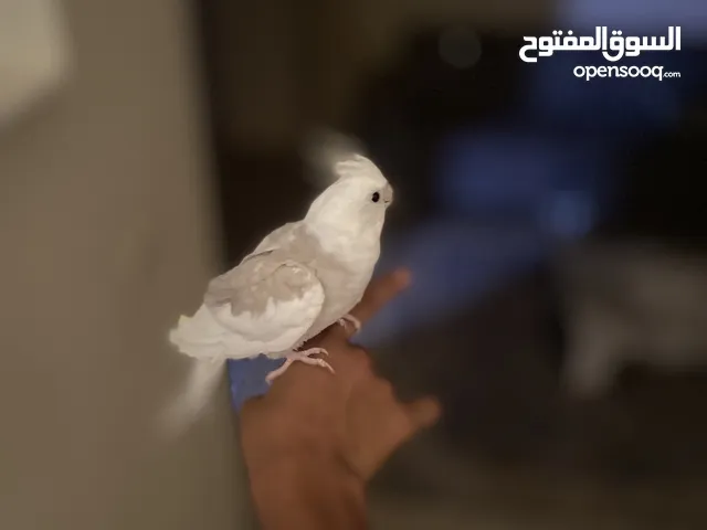 عصفور كوكتيل