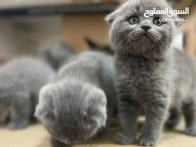 Pure scotch fold سكوتش فولد بيور