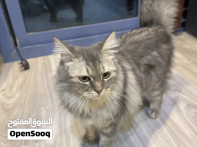 للعرض قطة بيت