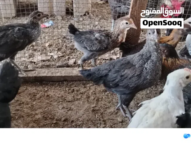فراخ بلدي للبيع