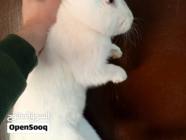 ارانب للبيع