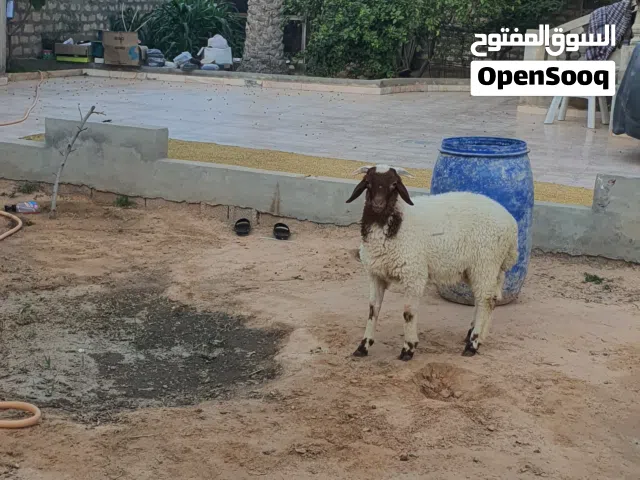 السلام عليكم خروف ماشاء الله تبارك الله متاح طرابلس زناته