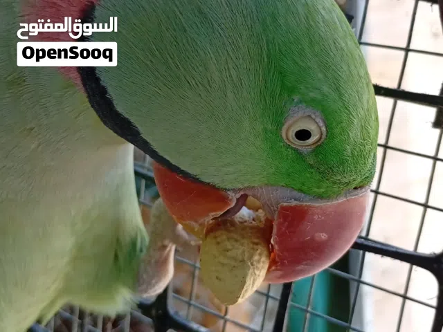 بيع ببغاء نبالي. اليف