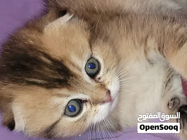 سكوتش فولد قط ذكر ny11 قط انثى ny25 عمر 45 يوم