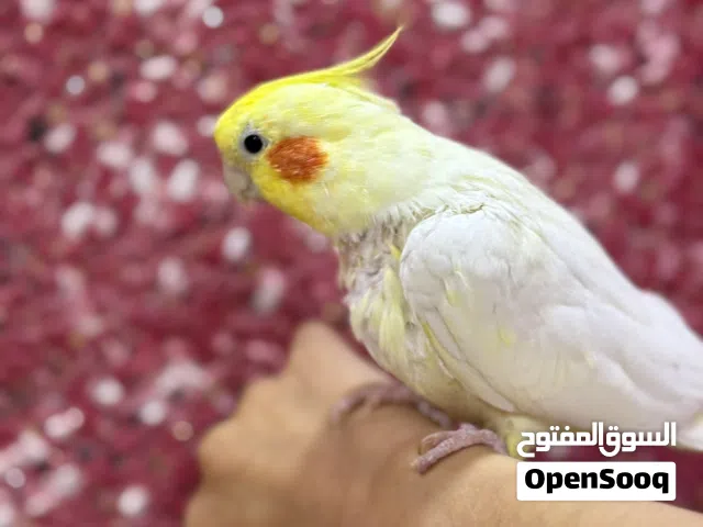 ببغاء كوكتيل اليف