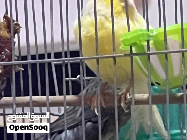 فحل ونثية كناري نثية بوم فحل نرويجي نص فول
