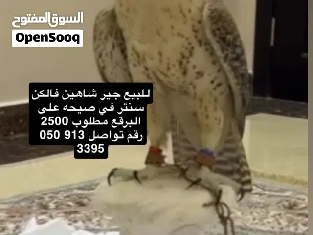 جير شاهين طير