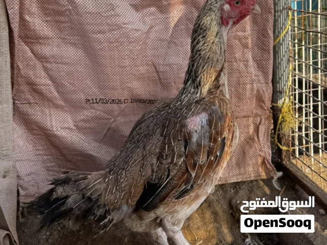 دجاجه منتجه بكستاني تايلندي