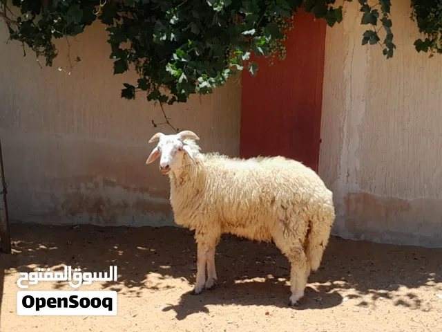 خروف وطني ربي يبارك عمره ف7شهور سليم من العيوب مسلان مشالله متع تربيه او موس لبيدبح