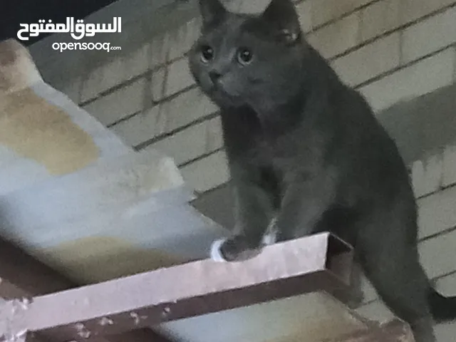 قط لبيع سوكتش مضرب العنوان البصره شط العرب قرب جامع ابو خمسين مع غراضه