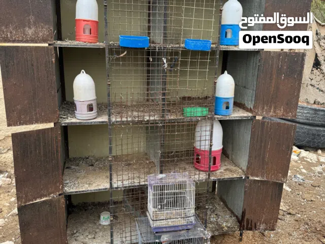 قنون حمام 8 عيون صاج