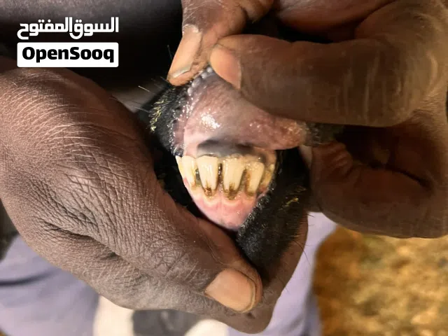 نعجة تحتها فطيمة درجة اواى