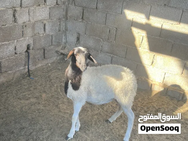 فطيمه للبيع