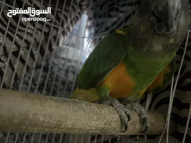 متاح ببغاء سنغالي لبيع لو مراوس