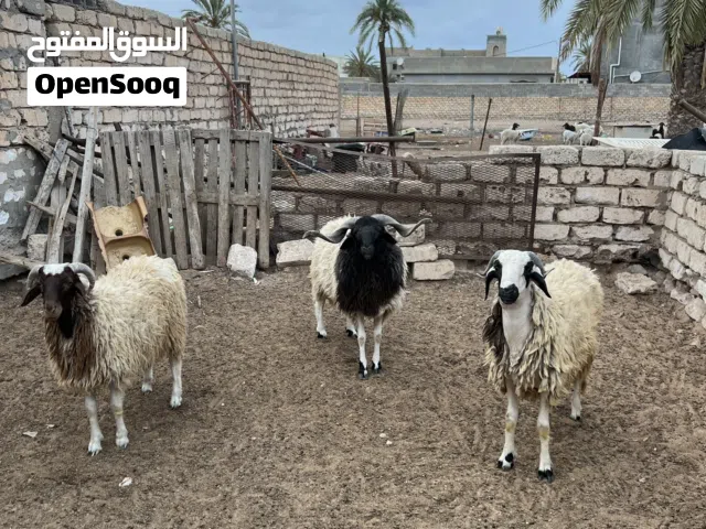 خرفان اضاحي العيد ربي يبارك