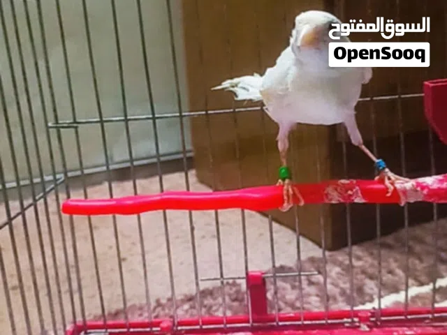 فحل نار ومزين بندوق حبه واقفه