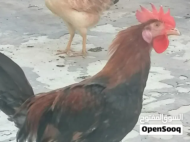 دجاج كويتي اصلي ديج شمسي دجاجه كريمية مطوكة بياضة
