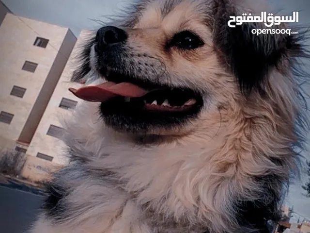 كلب للبيع وسعر كثير طري