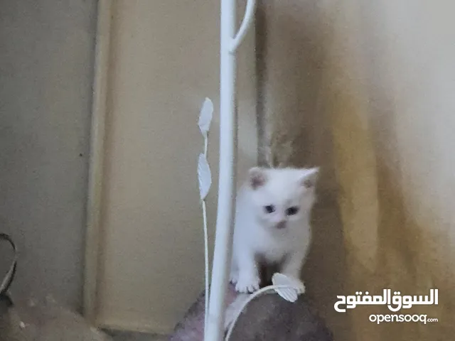 قطط شيرازي اناث _ ابوظبي