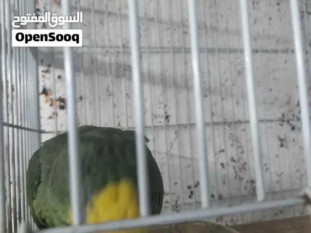 ببغاء امازون في غباش بعينه اليسار شبه اليف