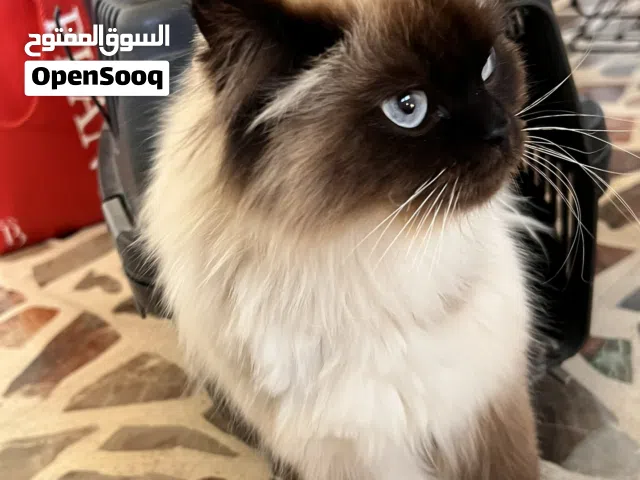 قط همالايا للبيع