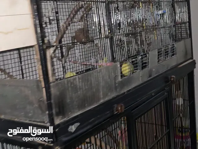 Big cage for sale
