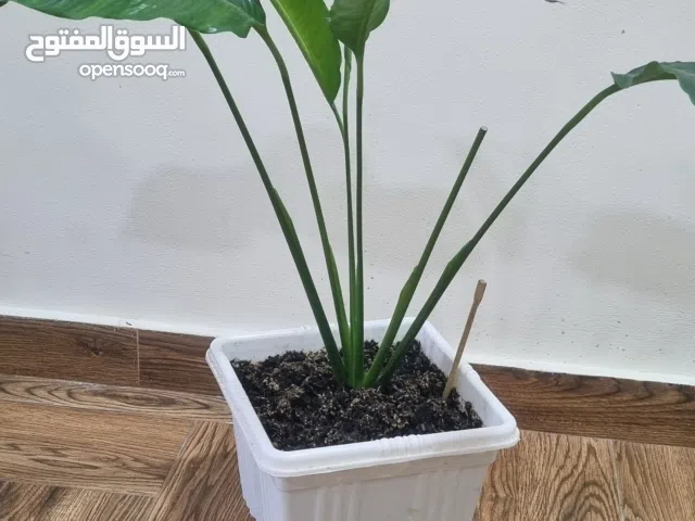 peacelilly.. indoor plant... expat leaving.. need urgent sale