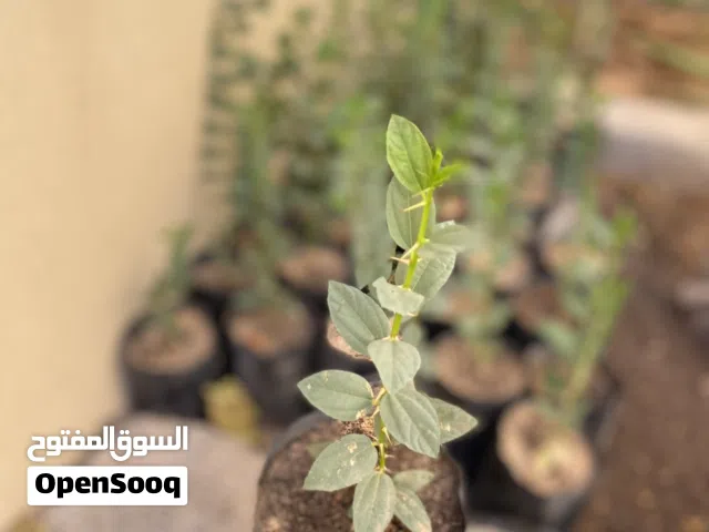 متوفر شتلات سدر