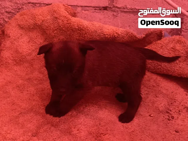 جراء بلجم ملينو مستوى خارق درايف عالي صحه ممتازه العمر  مع مطاعيم العمر العمر 40 يوم