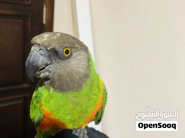 ببغاء سنغالي مروض نص ترويض