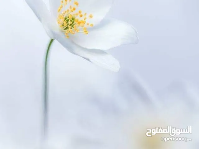 عبدالرحمن