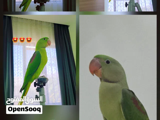ببغاء نيبالي  سوبر جامبو أليف على نهاية الغر