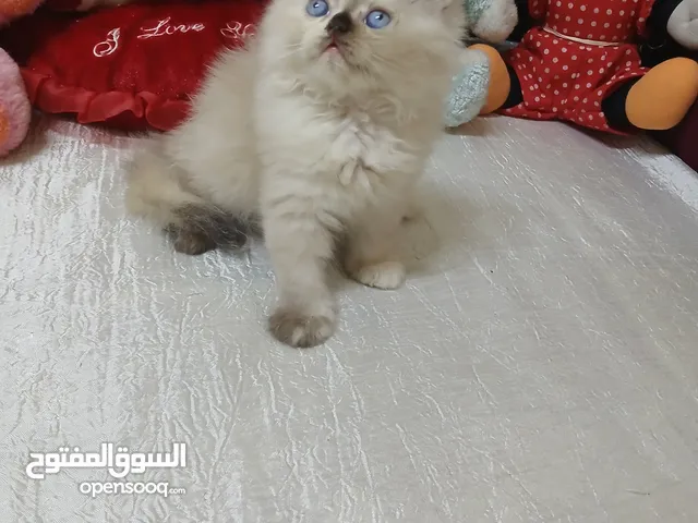 2بنات هييمالايا